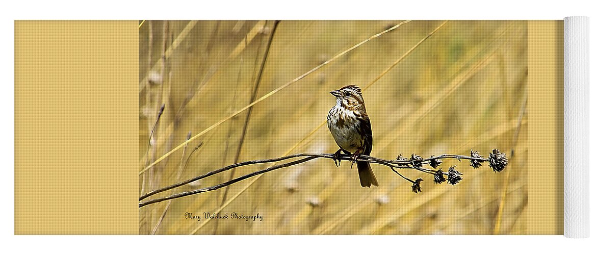 Birds Yoga Mat featuring the photograph Song Sparrow by Mary Walchuck
