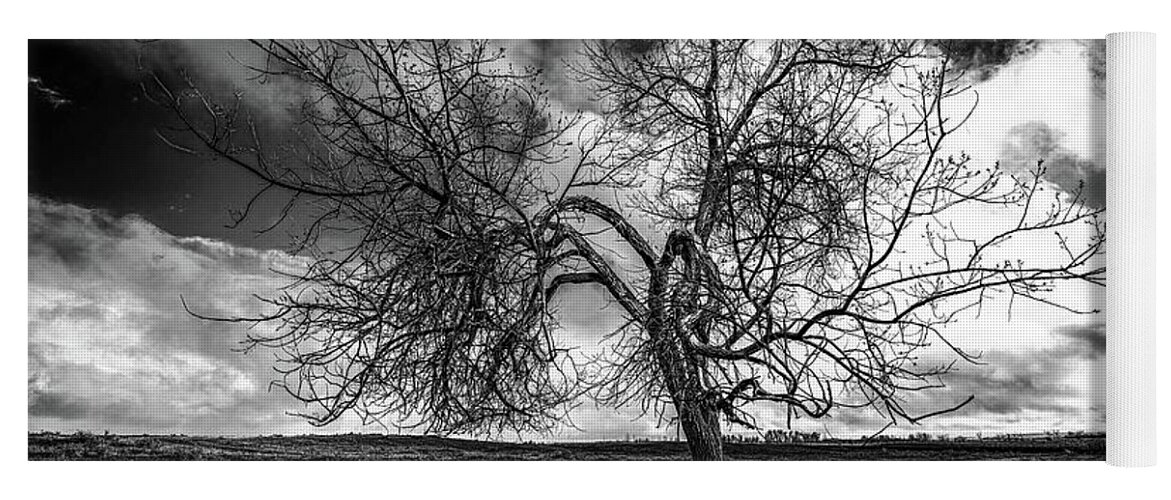 Tree Yoga Mat featuring the photograph South Monochrome by Darcy Dietrich