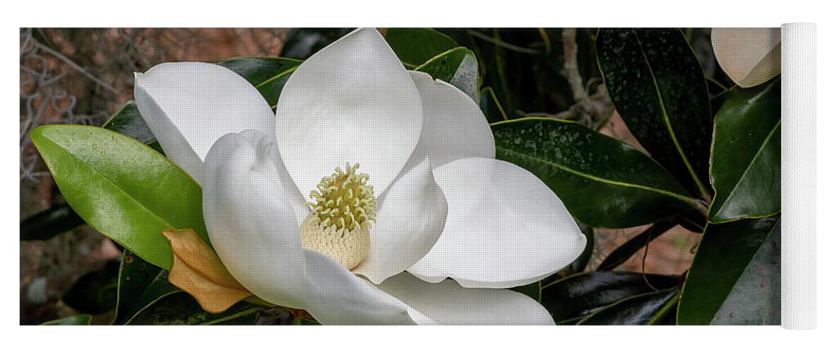 Southern Magnolia Yoga Mat featuring the photograph Southern Magnolia Flower by Bradford Martin