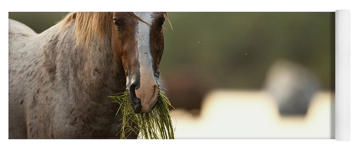 Salt River Wild Horses Yoga Mat featuring the photograph Spaghetti by Shannon Hastings