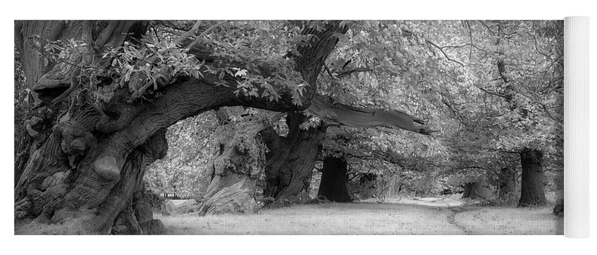 Trees Yoga Mat featuring the photograph Spanish chestnut alley by Remigiusz MARCZAK