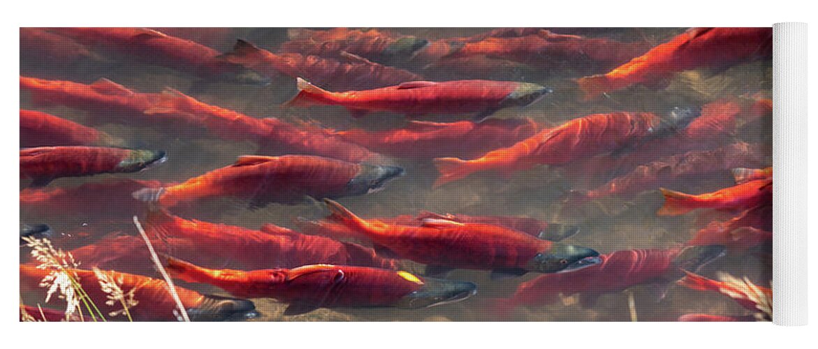 Salmon Yoga Mat featuring the photograph Spawning School by Wesley Aston