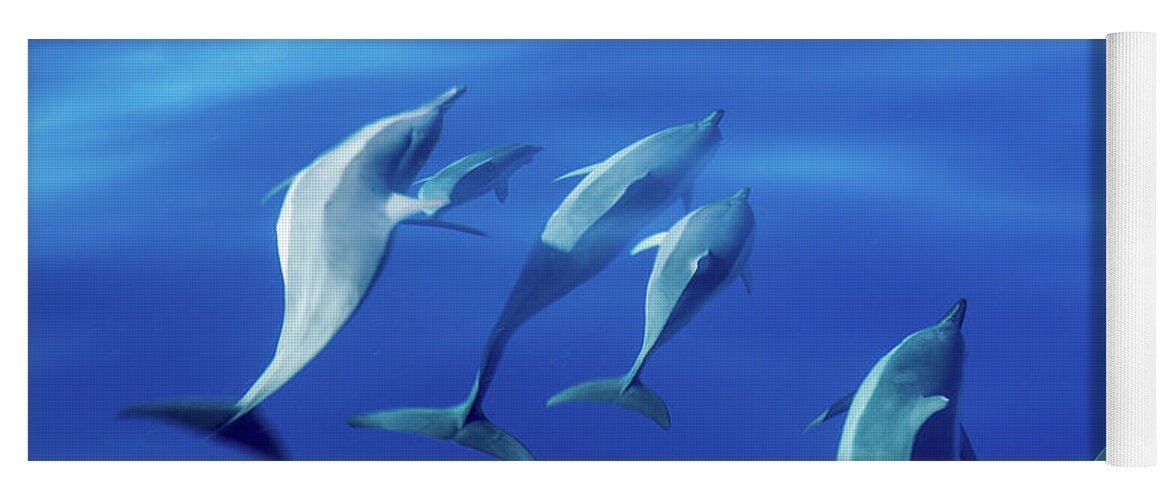 Animal Yoga Mat featuring the photograph Spinner dolphins off coast of Kauai with leader clearly winning by Steven Heap