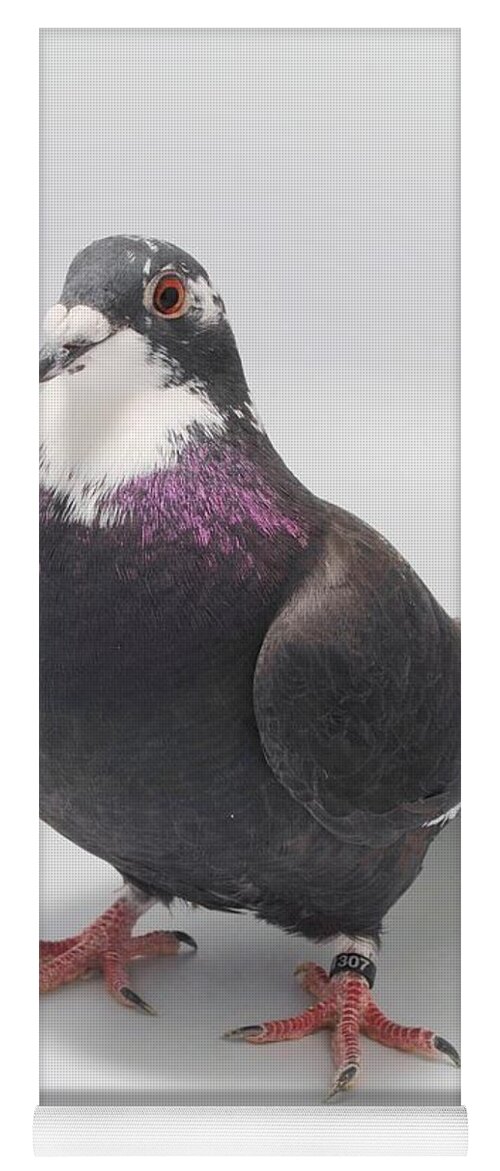 Bird Yoga Mat featuring the photograph Splash Racing Pigeon by Nathan Abbott