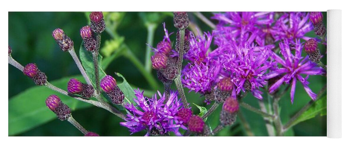 Wild Flowers Yoga Mat featuring the photograph Spotted Knapweed Flower by Charles Robinson