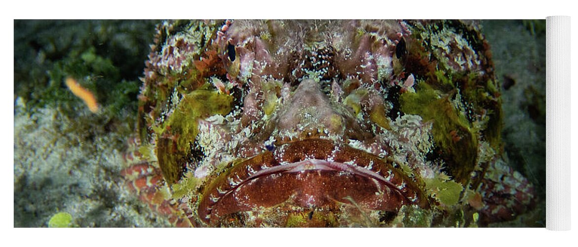 Scorpionfish Yoga Mat featuring the photograph Spotted Scorpionfish by Brian Weber