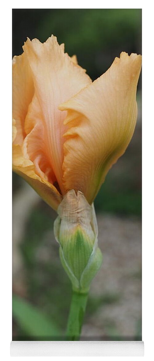 Orange Yoga Mat featuring the photograph Spring Bloom 11 by C Winslow Shafer