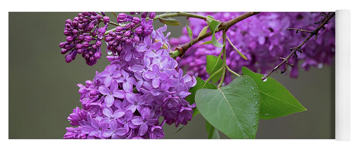 Spring Yoga Mat featuring the photograph Spring Lilacs by Dale Kincaid