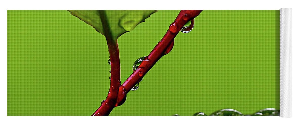 Spring Yoga Mat featuring the photograph Spring Rain by Kevin Suttlehan