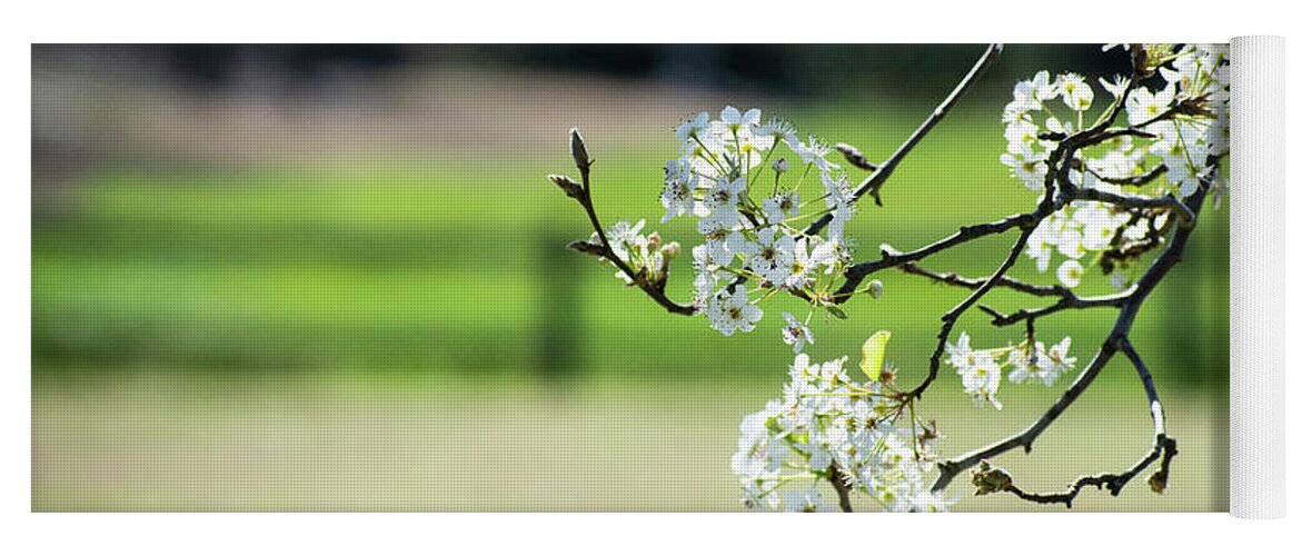 Bradford Pear Yoga Mat featuring the photograph Springtime in Montgomery by Mary Ann Artz