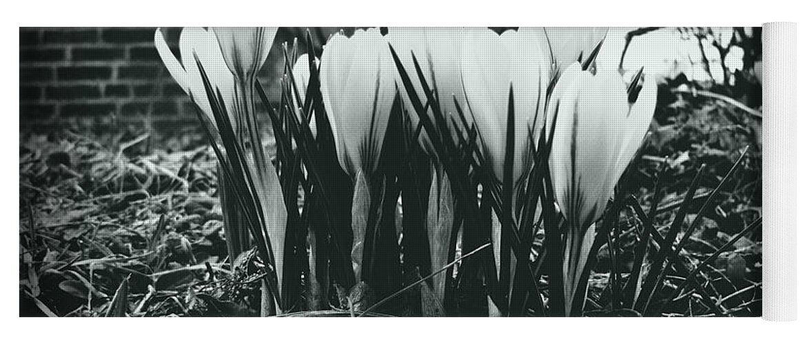 Crocus Blooms Yoga Mat featuring the photograph Sprint Has Sprung - Monochrome by Frank J Casella