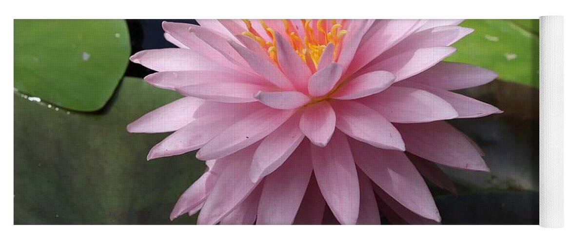 Water Lily Yoga Mat featuring the photograph Starry Water Lily by Mingming Jiang