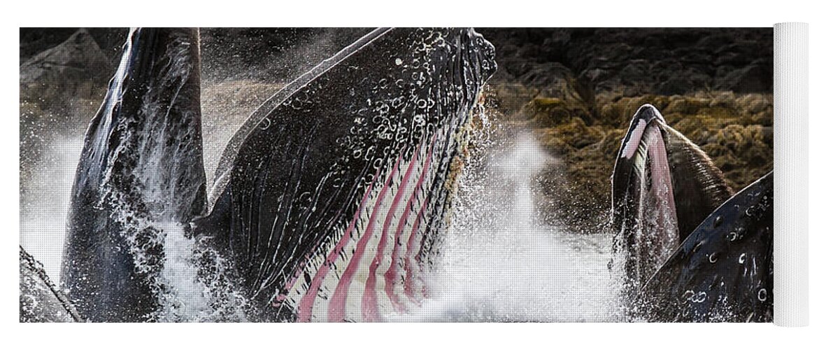 Whale Yoga Mat featuring the photograph Stars n' Stripes by Michael Rauwolf