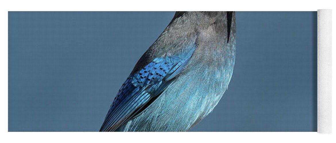 Blue Jay Yoga Mat featuring the photograph Steller's Jay by Mark Langford