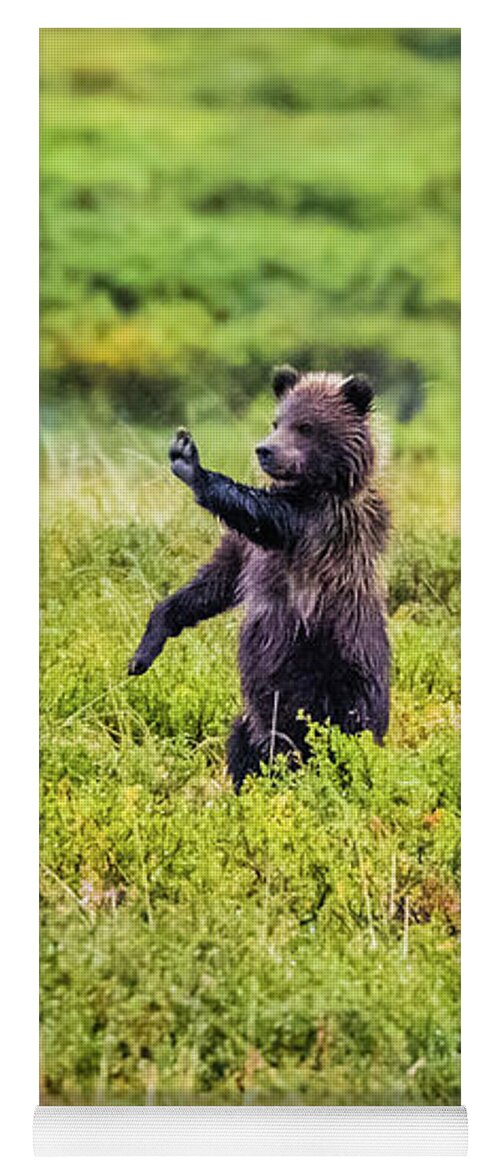 Stop Yoga Mat featuring the photograph STOP - brown bear cub in Denali NP by Lyl Dil Creations