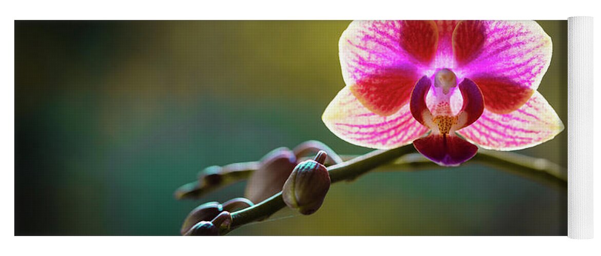 Background Yoga Mat featuring the photograph Striped Orchid Flower by Raul Rodriguez