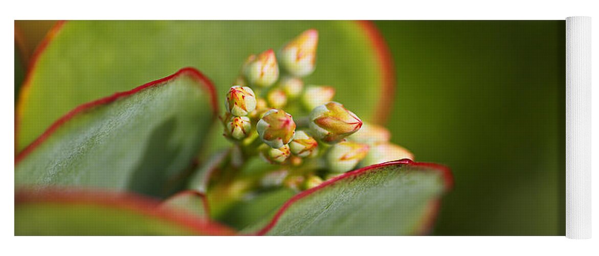 Succulent With Buds Yoga Mat featuring the photograph Succulent With Buds by Joy Watson