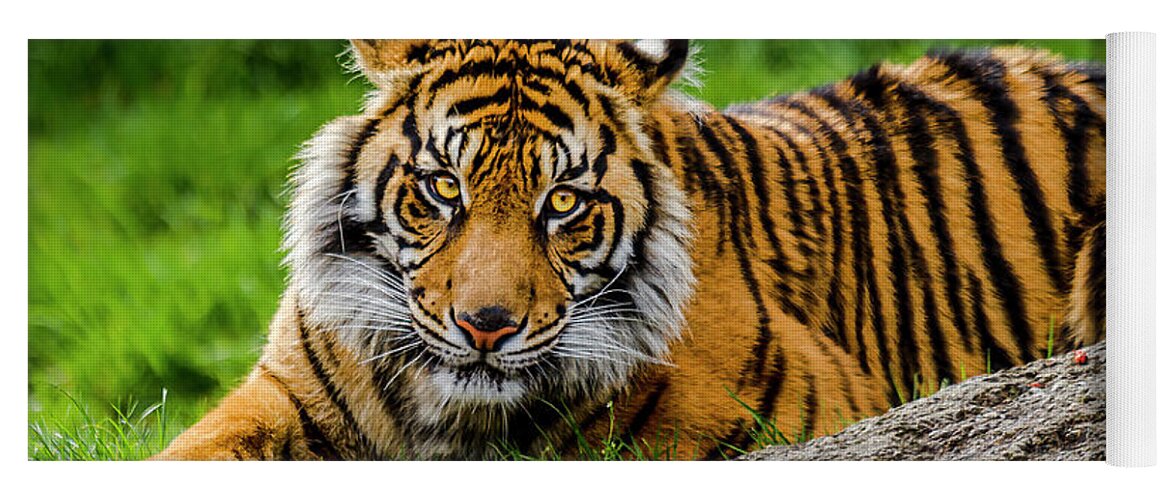 Pt. Yoga Mat featuring the photograph Sumatran Tiger 4 by Rob Green