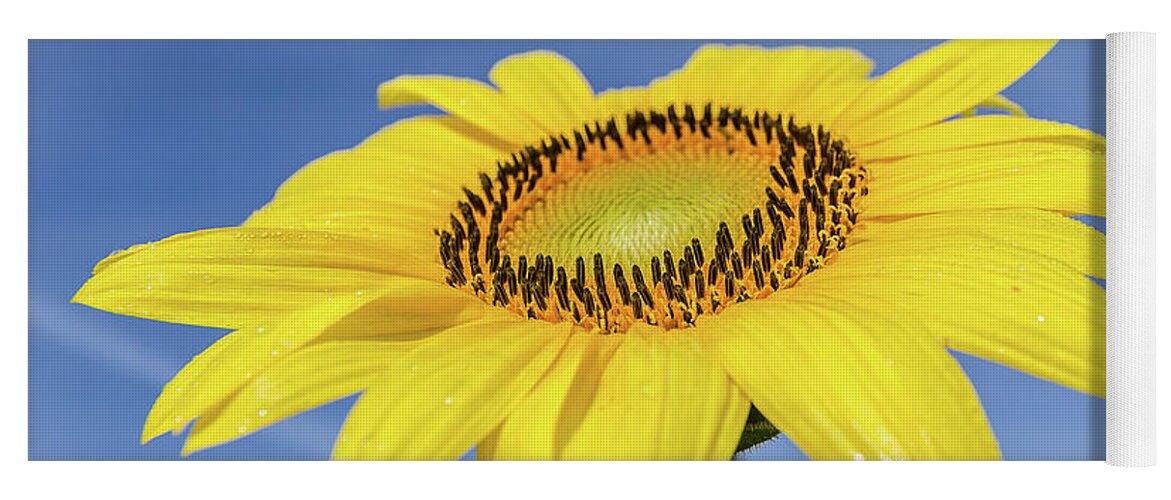 Sunflower Yoga Mat featuring the photograph Sunflower against blue sky by Robert Miller