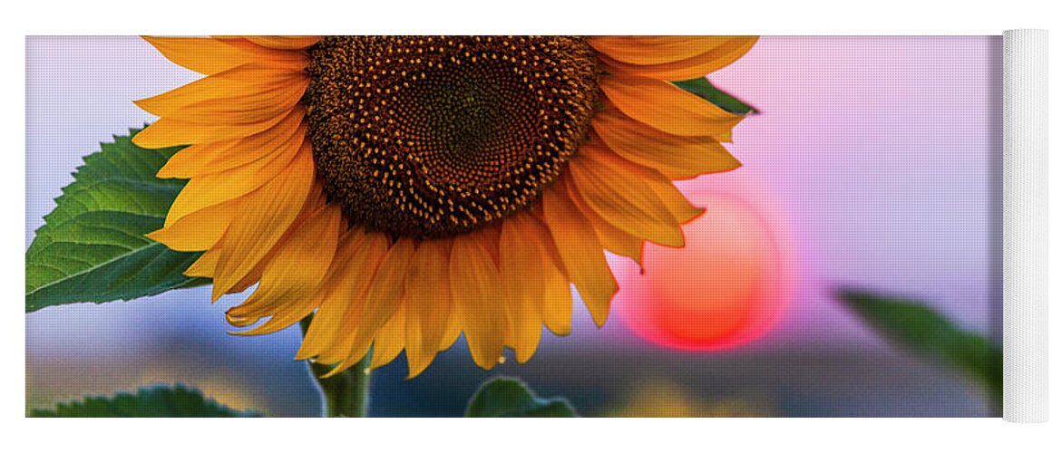 Bulgaria Yoga Mat featuring the photograph Sunflower by Evgeni Dinev