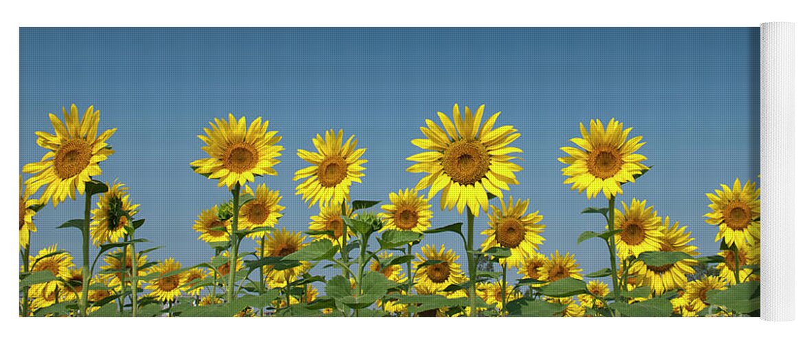 Sunflower Yoga Mat featuring the photograph Sunflower Field in India by Tim Gainey