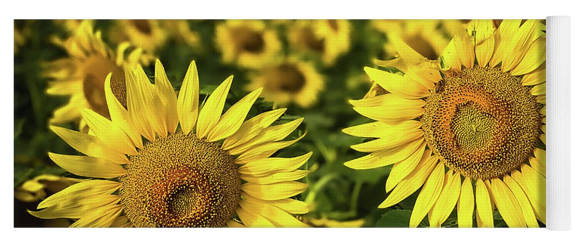 Sunflowers Yoga Mat featuring the photograph Sunflower Field by Pam Rendall