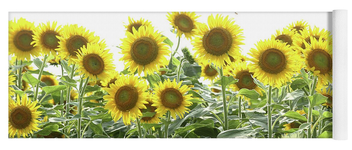 Sunflower Garden Yoga Mat featuring the photograph Sunflower garden by Kaoru Shimada