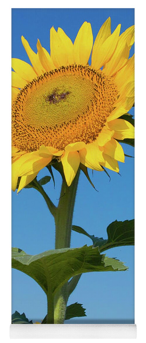 Sunflower Yoga Mat featuring the photograph Sunflower Portrait by Kimberly Blom-Roemer