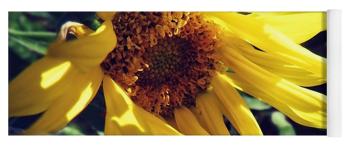 Arizona Yoga Mat featuring the photograph Sunflower Surprise by Judy Kennedy