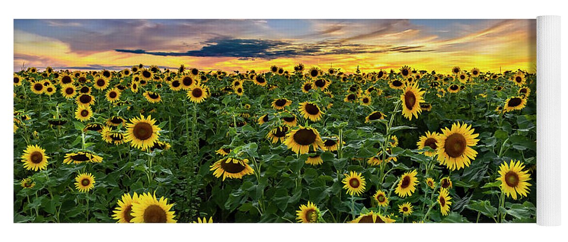 Sunflowers Yoga Mat featuring the photograph Sunflowers at Sunset -Panorama by Harold Rau