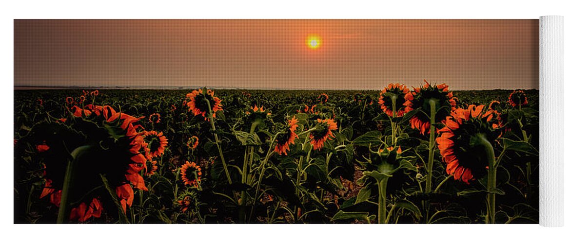 Sunflowers Yoga Mat featuring the photograph Sunflowers in Morning Light by Kevin Schwalbe