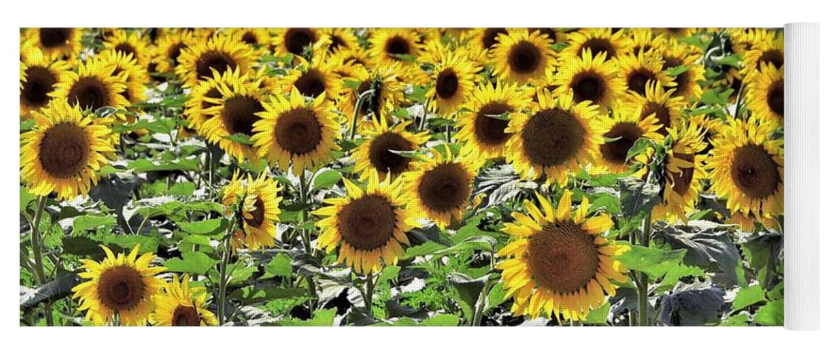 Sunflowers Yoga Mat featuring the photograph Sunflowers by Kim Bemis