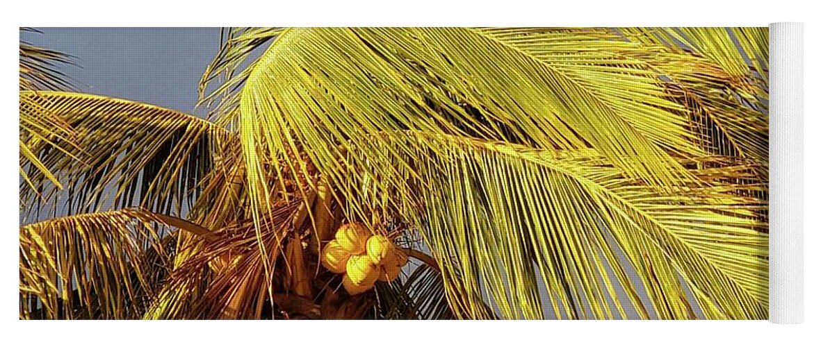 Zihuatanejo Yoga Mat featuring the photograph Sunlit Coconuts by Rosanne Licciardi
