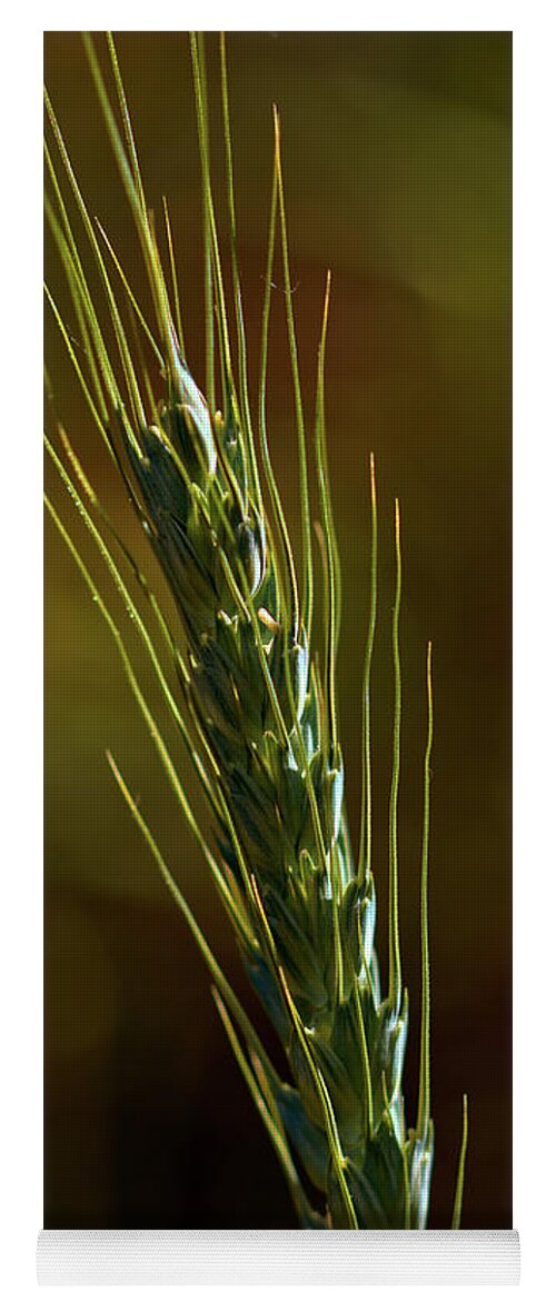 Plant Yoga Mat featuring the photograph Sunlit Wheat by Stephen Melia