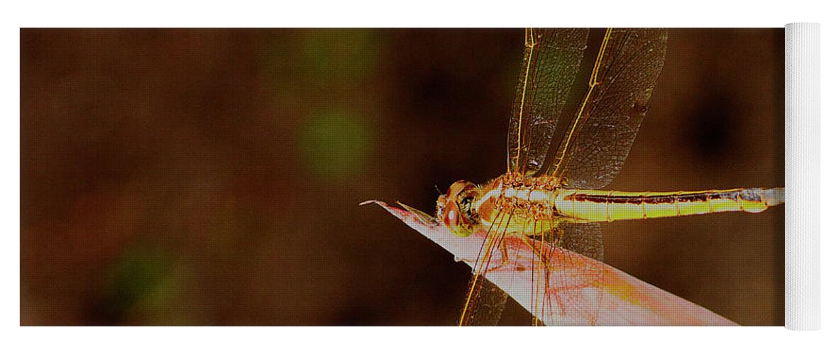 Dragonfly Yoga Mat featuring the photograph Sunning Dragon by Bill Barber