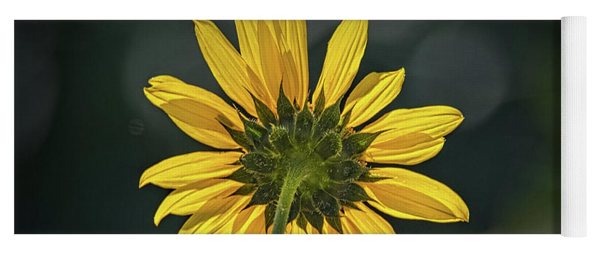 Bloom Yoga Mat featuring the photograph Sunny Sunflower Following the Sun by Debra Martz