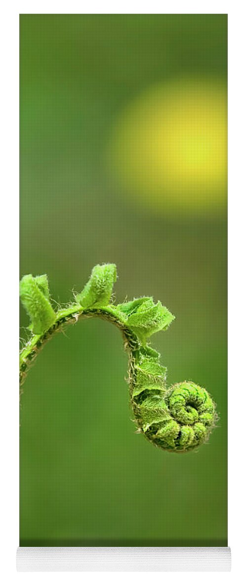 Fern Yoga Mat featuring the photograph Sunrise Spiral Fern by Christina Rollo