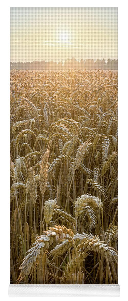 Golden Yoga Mat featuring the photograph Sunset in a wheat field by Patrick Van Os