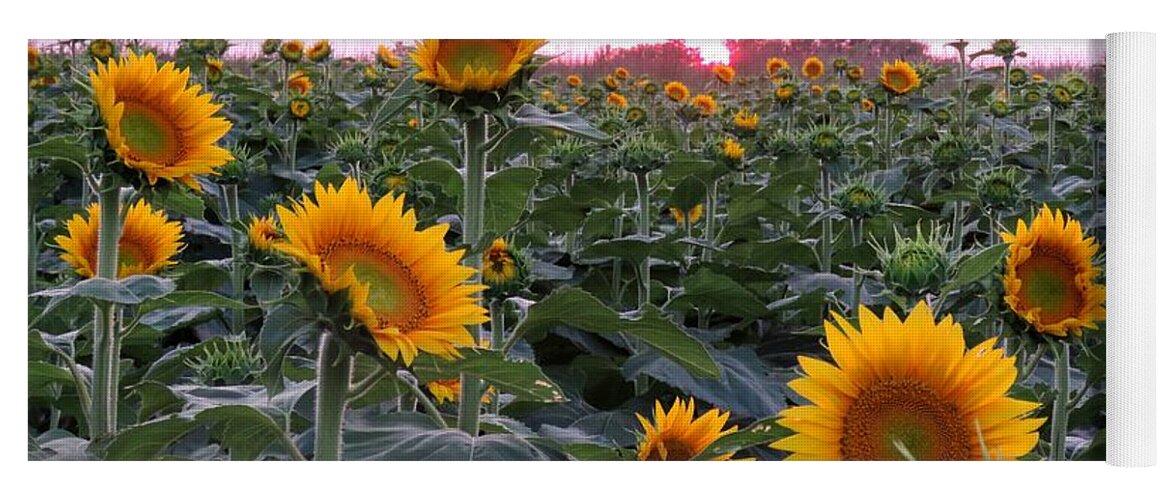 Kansas Sunflower Yoga Mat featuring the photograph Sunset Sunflowers by Keith Stokes