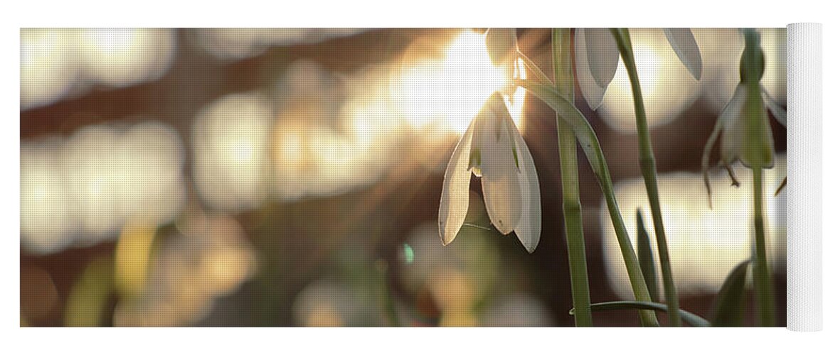 Misty Yoga Mat featuring the photograph Sunshine goes through Galanthus nivalis by Vaclav Sonnek