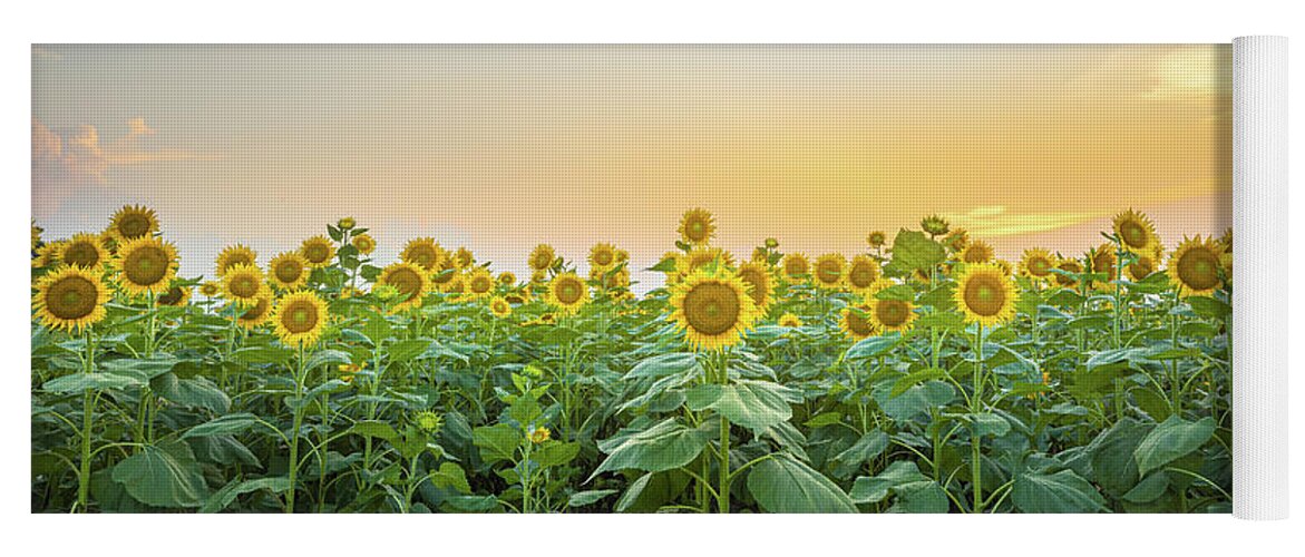 Sunflower Yoga Mat featuring the photograph Sunset With Sunflowers by Jordan Hill