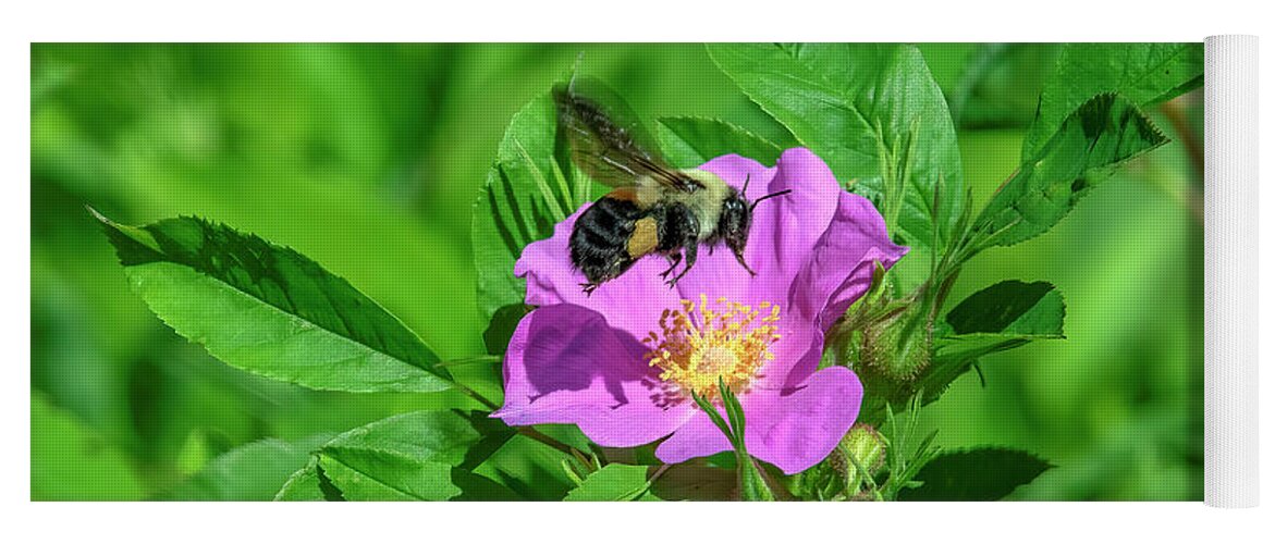 Nature Yoga Mat featuring the photograph Swamp Rose and Departing Bumble Bee DFL1082 by Gerry Gantt