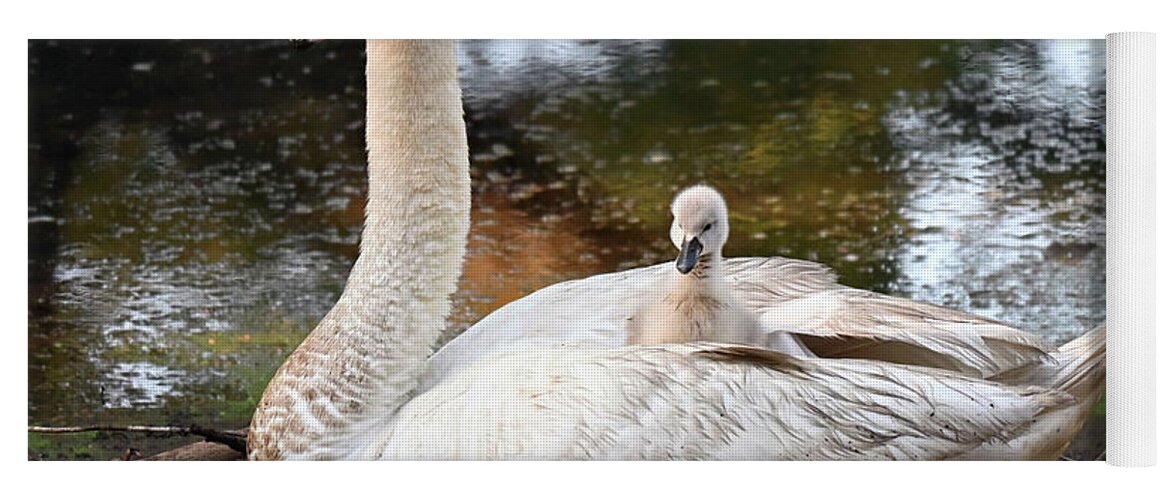 Swan Yoga Mat featuring the photograph Swan mother and baby by Ronda Ryan