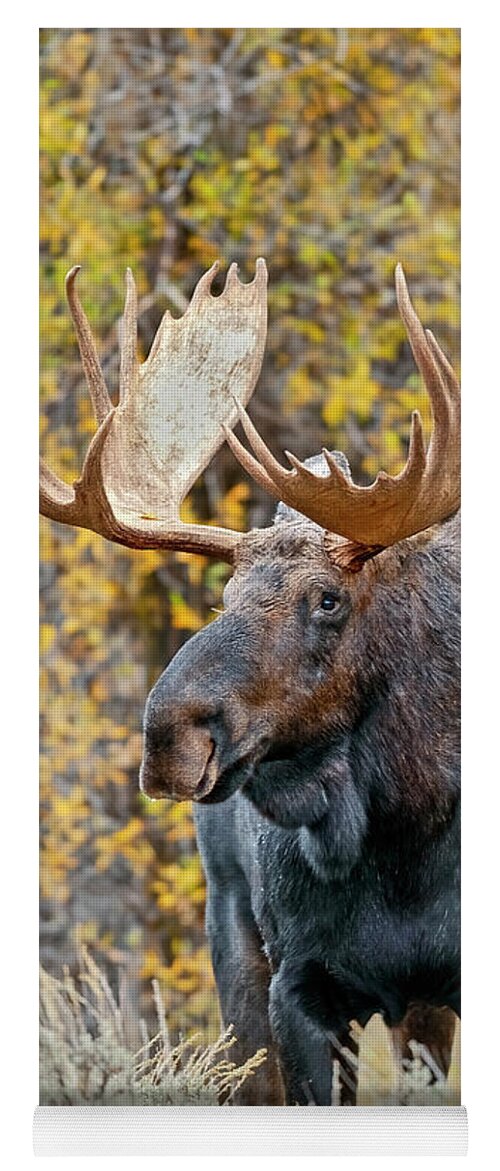 Bull Yoga Mat featuring the photograph Teton Bull Moose by Gary Langley
