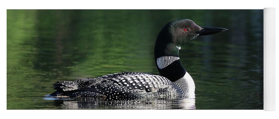 Common Loon Yoga Mat featuring the photograph The Beauty of a Maine Loon by Sandra Huston