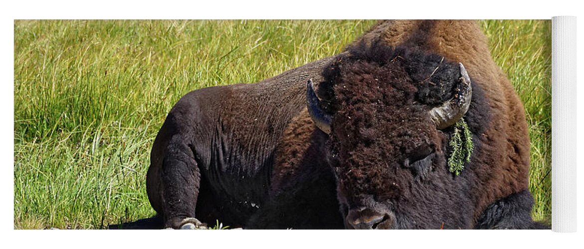 The Bohemian Yoga Mat featuring the photograph The Bohemian -- American Bison in Yellowstone National Park, Wyoming by Darin Volpe