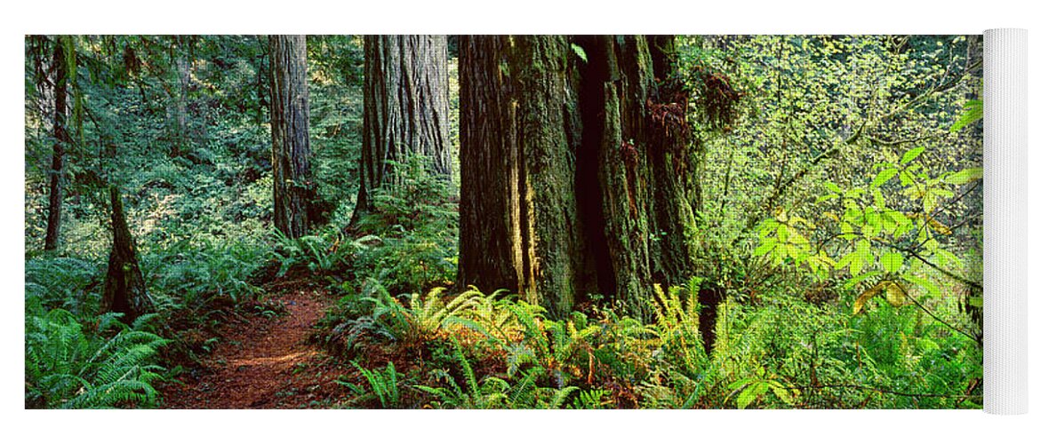 Dark Redwood Forest Yoga Mat featuring the photograph The Dark Redwood Forest by Craig Brewer