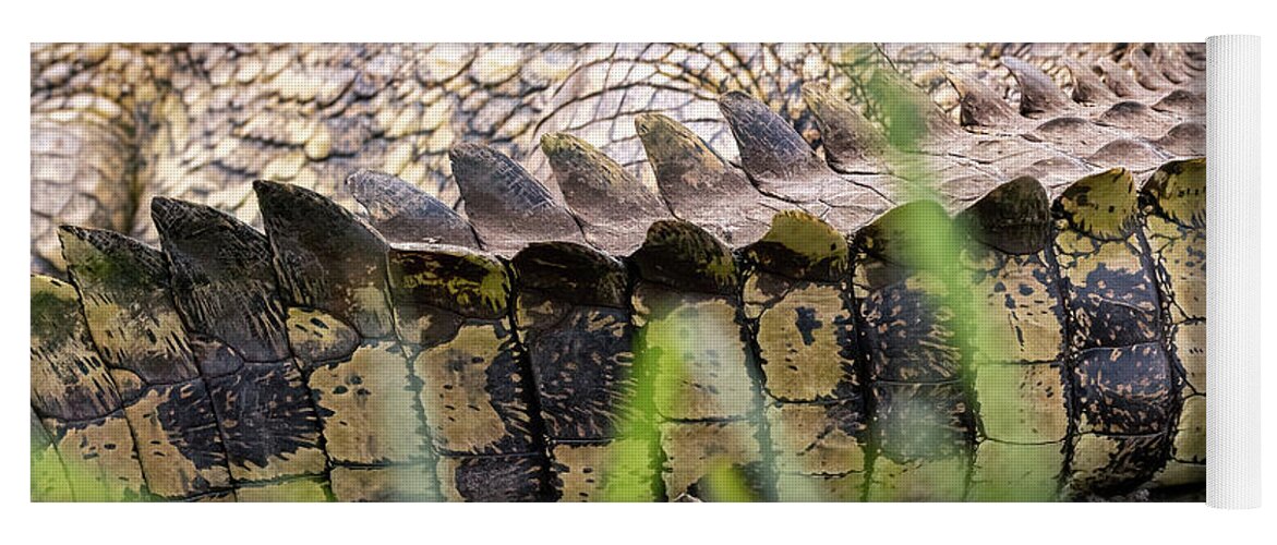 Crocodile Yoga Mat featuring the photograph The detail of the tail of a nile crocodile, Crocodylus niloticus, well camouflaged on the banks of Lake Edward, Queen Elizabeth National Park, Uganda by Jane Rix