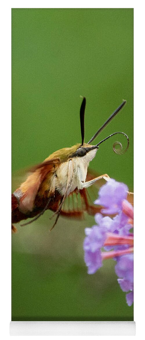 Cool Yoga Mat featuring the photograph The Hummingbird Moth by Linda Bonaccorsi