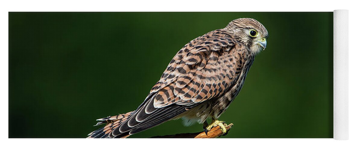 Kestrel Yoga Mat featuring the photograph The hunting position in profile for the young kestrel by Torbjorn Swenelius